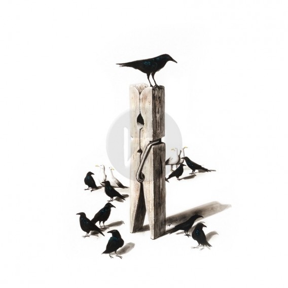 Birds